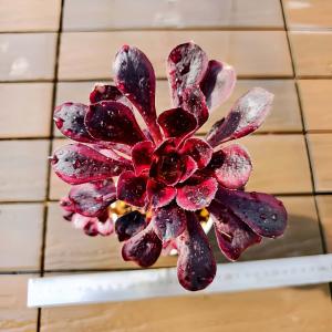 農園直売 多肉植物 寄せ植え アエオニウム属 マイバッハ錦（群） 観葉