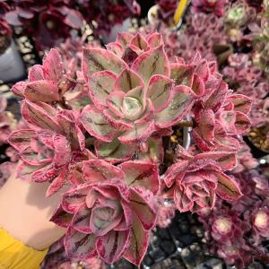 農園直売 多肉植物 寄せ植え アエオニウム属 メデューサ（群