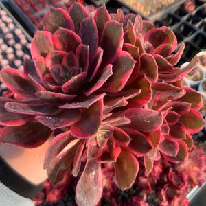 77#多肉植物❤️アエオニウム錦❤️ マイバッハ ❤️ 25大頭25cm钵土付き出荷 農園直売 多肉植物 寄せ植え アエオニウム属 マイバッハ錦（群） 観葉