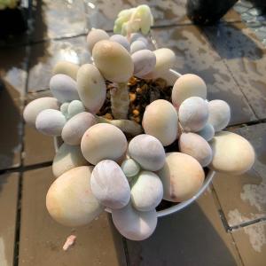 農園直売 多肉植物 寄せ植え エケベリア属 モモ...の商品画像