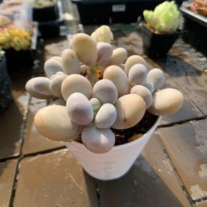 農園直売 多肉植物 寄せ植え エケベリア属 モ...の詳細画像2