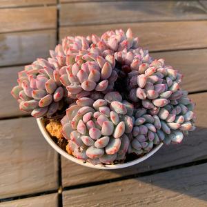 農園直売 多肉植物 寄せ植え エケベリア属 ル...の詳細画像1