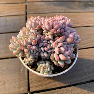 農園直売 多肉植物 寄せ植え エケベリア属 ル...の詳細画像2