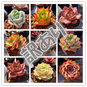 農園直売 多肉植物 寄せ植え 訳ありセット 10株 抜き苗  数量限定　観葉植物 インテリア　多肉専門VERVE