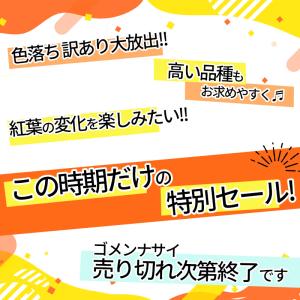 セール 50%〜70%OFF 農園直売 多肉植...の詳細画像1