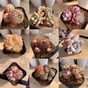 セール 50%〜70%OFF 農園直売 多肉植...の詳細画像5