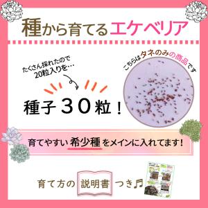 農園直売 多肉植物　簡単育成 エケベリア属ミックス　種30粒 栽培 希少品種入り　観葉植物 　多肉専門VERVE