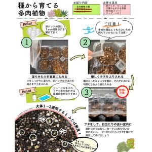 農園直売 多肉植物 簡単育成 エケベリア属ミッ...の詳細画像1