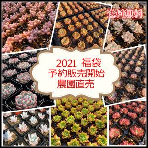 予約販売　送料無料　当店農園直売　 2021福袋　大人気　感謝祭　期間限定　抜き苗　多肉専門VERVE