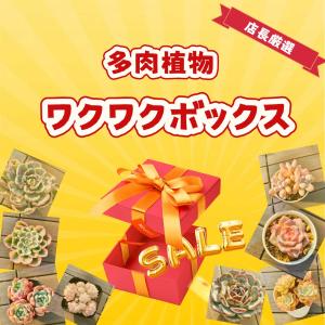 当店農園直売　7月ワクワクボックス 店長厳選　数量限定　寄せ植え　多肉専門VERVE