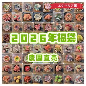 予約販売 送料無料 農園直売 最強福袋 エケベリ...の商品画像