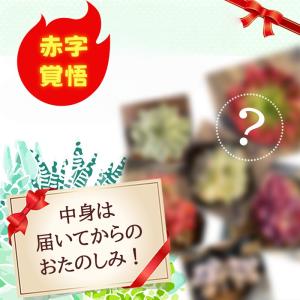 ラックフライデー限定 ブラックボックス3333...の詳細画像1