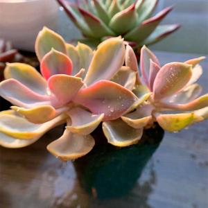 農園直売 多肉植物 寄せ植え エケベリア属 ウ...の詳細画像2