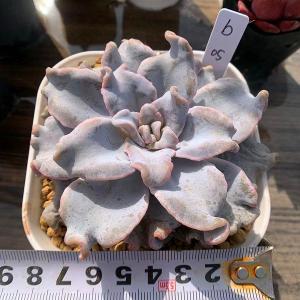 農園直売 hb04 アガベ 黒豹 多肉植物 寄せ植え 現物 極上株 入手困難