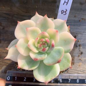 農園直売 hb04 アガベ 黒豹 多肉植物 寄せ植え 現物 極上株 入手困難