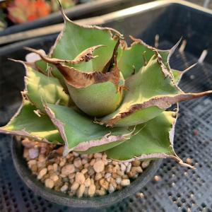 多肉植物：アガベ ピンキー*幅5cm 現品！一品限り : 遊恵盆栽