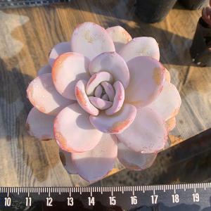 農園直売 多肉植物 寄せ植え エケベリア属 ラウイ 超美苗　抜き苗