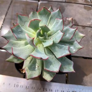 農園直売 多肉植物 寄せ植え アエオニウム属 ウェディングドレス（単