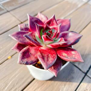 農園直売 多肉植物 寄せ植え エケベリア属 ロ...の詳細画像1