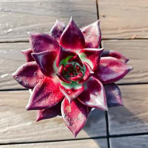 農園直売 多肉植物 寄せ植え エケベリア属 ロ...の詳細画像2