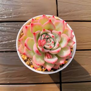 ❣️ストロベリーアイス❣️現品 エケベリア 寄せ植え 多肉弁当 多肉植物 農園直売 多肉植物 寄せ植え エケベリア属 ストロベリーアイス錦（単