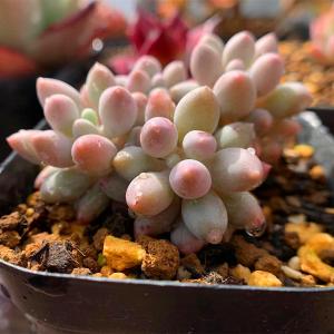 農園直売 多肉植物 寄せ植え パキフィツム属 ベ...の商品画像