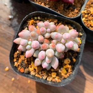 農園直売 多肉植物 寄せ植え パキフィツム属 ...の詳細画像1