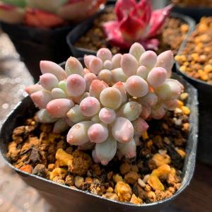 農園直売 多肉植物 寄せ植え パキフィツム属 ...の詳細画像2