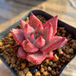 農園直売 多肉植物 アエオニウム属 マイバッハ錦（単） 観葉植物