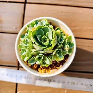 農園直売 多肉植物 寄せ植え グリーノビア属 ...の詳細画像1