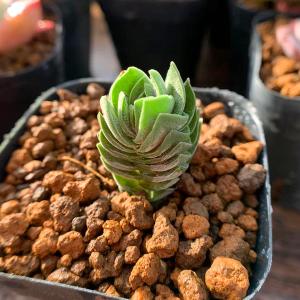 多肉専門verve クラッスラ属 多肉植物 Yahoo ショッピング