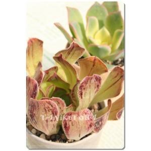 多肉植物 センペルビウム 綾桜 7.5cmポット 観葉植物 インテリア siz