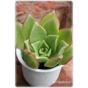 多肉植物 アエオニウム コーニッシュ トリビュート 矮性品種 9cmポット