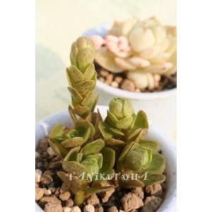 農園直売 多肉植物 アエオニウム属 マイバッハ錦（単） 観葉植物