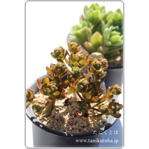 ルンヨニー錦 エケベリア 2寸ポット 韓国苗 Echeveria ruyonii