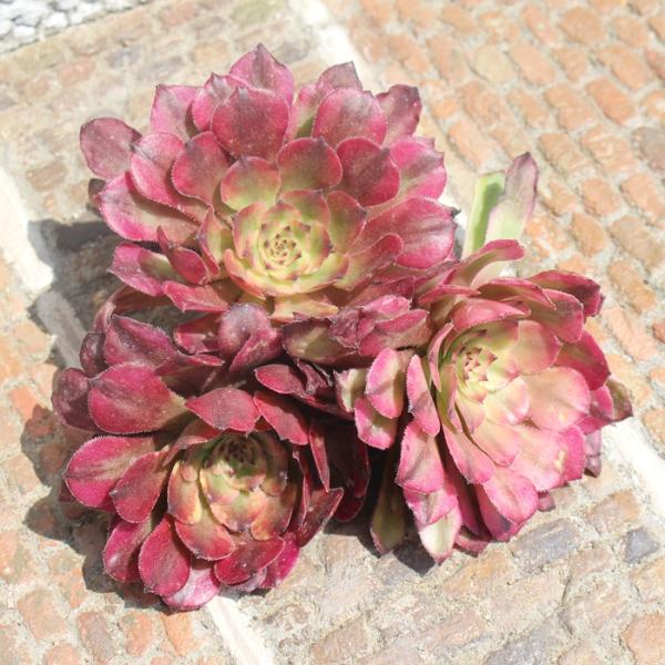 メイヤ 5.5cmポット アエオニウム 韓国苗 aeonium meiya 弁慶草科 多肉植物