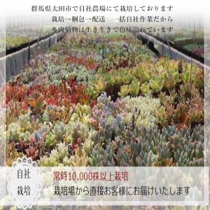 スィートティー アエオニウム 5.5cmポット...の詳細画像2