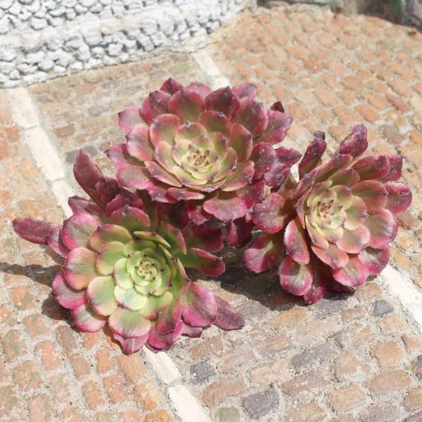 紅顔 5.5cmポット アエオニウム 韓国苗 aeonium benigao 弁慶草科 多肉植物