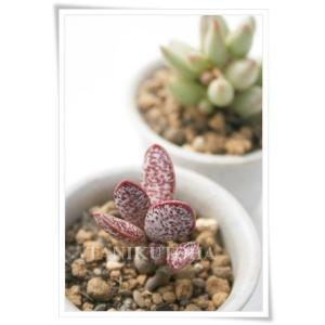 センペルビウムセット10種 多肉植物のセット : 多肉永遠支店 - 通販