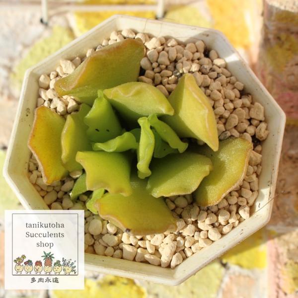 ゼイヘリー アドロミスクス 2寸ポット 弁慶草科 多肉植物  多肉永遠苗