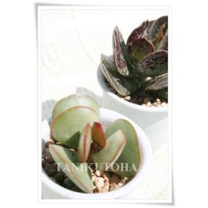 ☆特価☆多肉植物：ユーフォルビア オベサ 抜き苗 3個セット*幅2.2cm