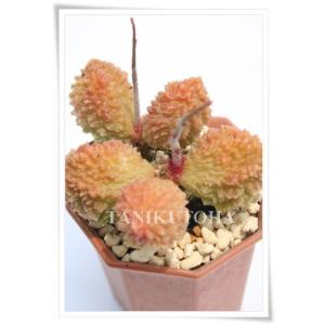 ☆特価☆多肉植物：ハオルチア 本間裏窓（美窓ムチカ交配種）×裏般若