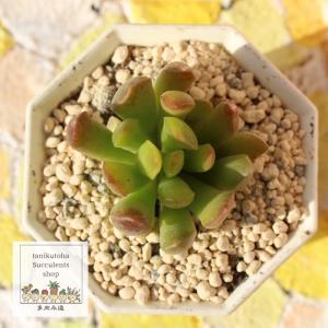 レッドベルベット エケベリア 2寸ポット 弁慶草科 多肉植物 観葉植物