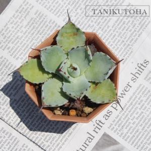多肉植物 斑入りミセバヤ 2.5〜3号ポット苗 : グリーンプラザ山長