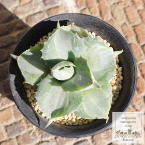 ☆特価☆多肉植物：ハオルチア コンコレ錦（コンプト×コレクタ）*幅