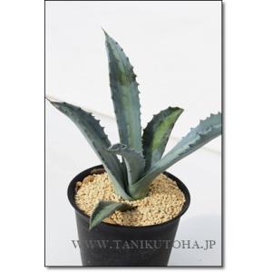 多肉植物：アガベ アメリカーナ錦 那智の輝き*幅18cm : 遊恵盆栽