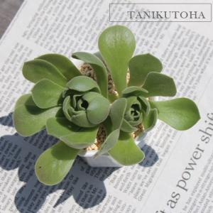 多肉植物　リトープス　訳あり　1ポット 日本花キ流通 多肉植物 asリトープス 紫李夫人 多肉植物 6cmポット