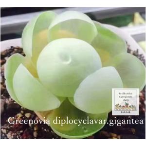 ディプロサイクラギガンテア 5.5cmポット グリノービア 韓国苗 greenovia diplocycla var gigantea 弁慶草科 多肉植物