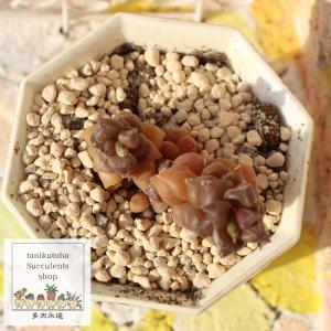 日本花キ流通 多肉植物 asリトープス 大津絵 多肉植物 6cmポット