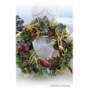 多肉植物 リースのアレンジメント 25cm カ...の詳細画像2